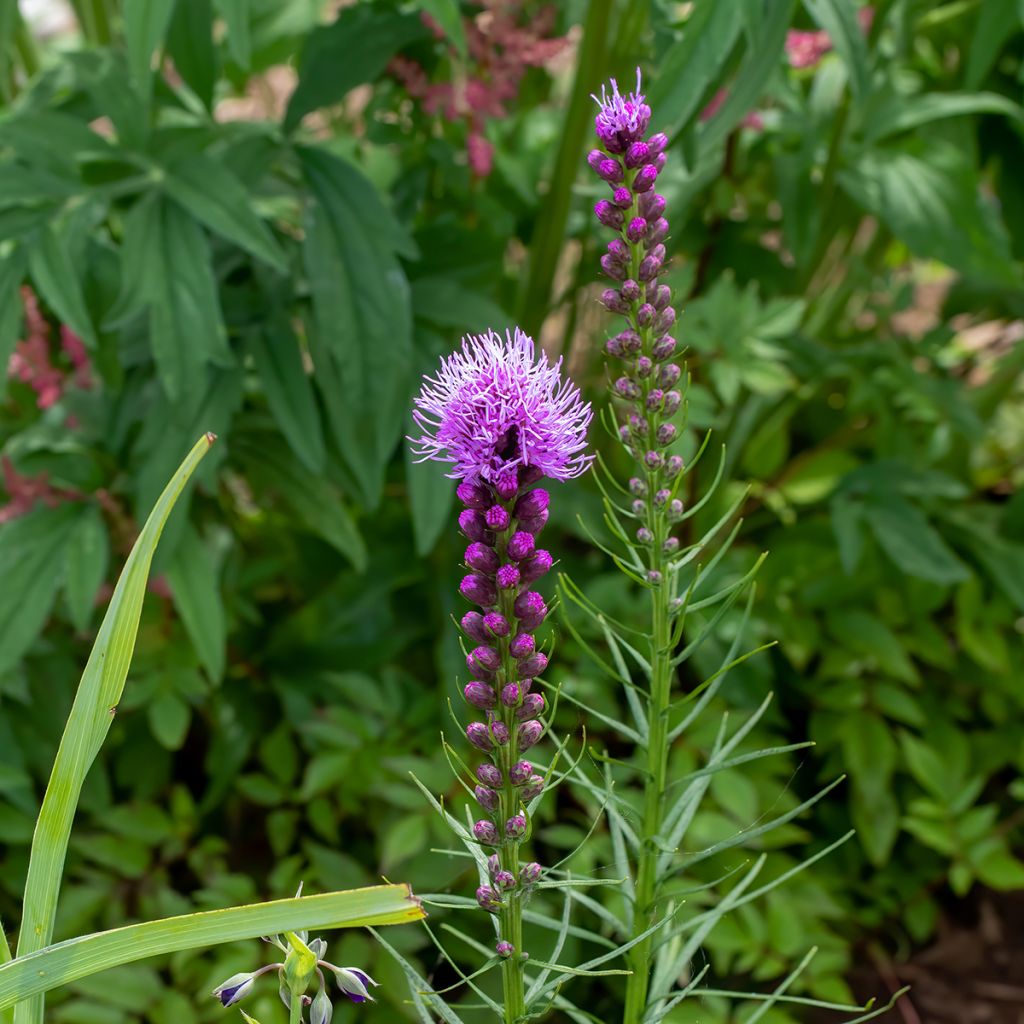 Liatris spicata Floristan Violet - Densa estrella ardiente