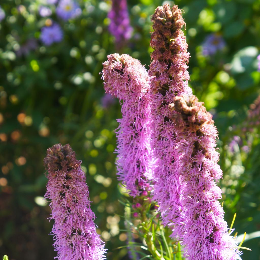 Liatris spicata Floristan Violet - Densa estrella ardiente