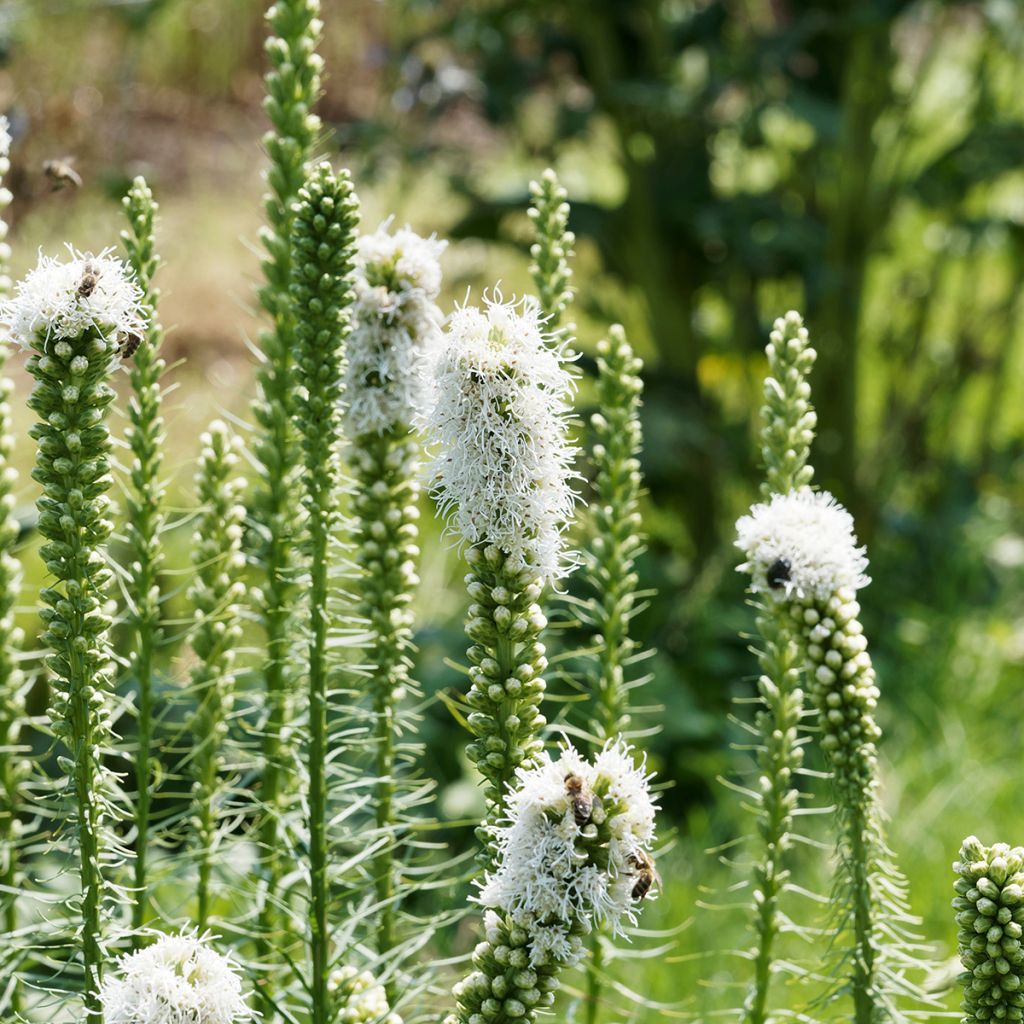 Liatris spicata Floristan White - Densa estrella ardiente