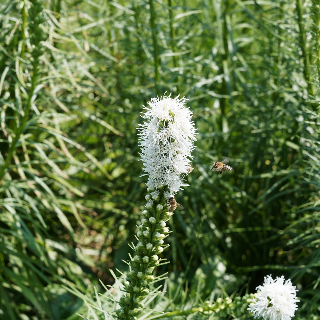 Liatris spicata Floristan White - Densa estrella ardiente