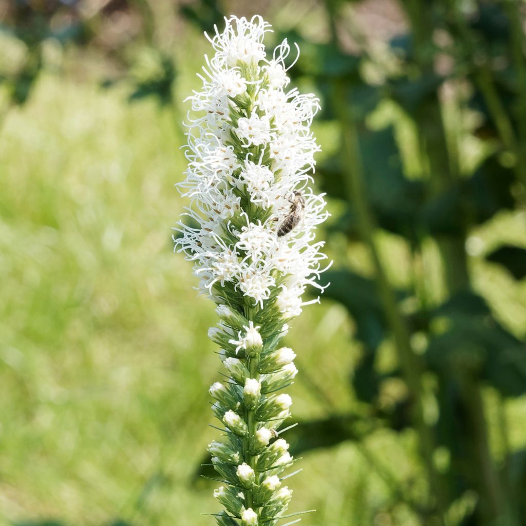 Liatris spicata Floristan White - Densa estrella ardiente