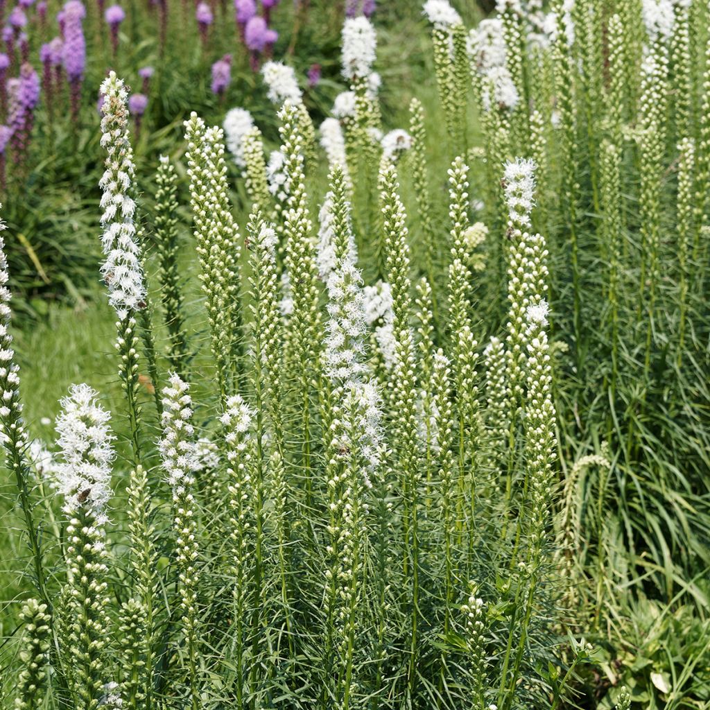 Liatris spicata Floristan White - Densa estrella ardiente