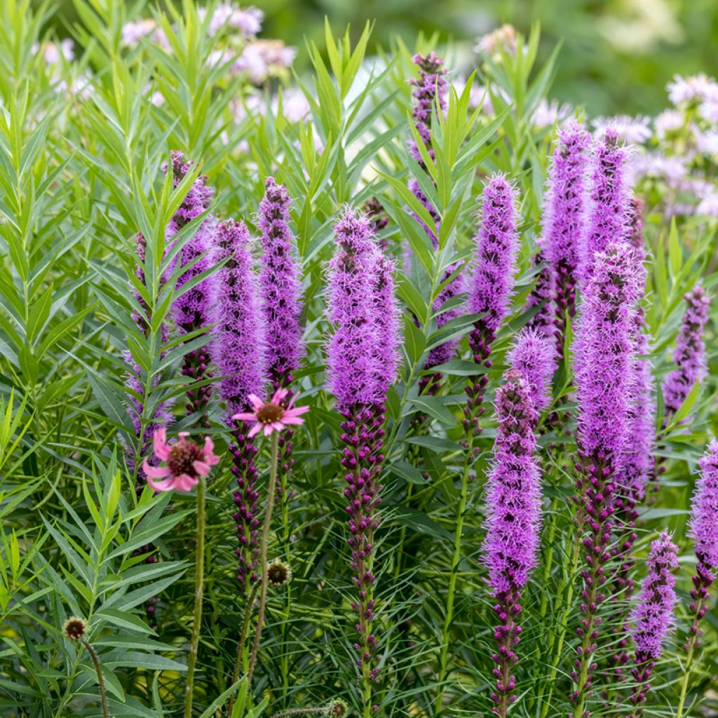 Liatris spicata - Densa estrella ardiente