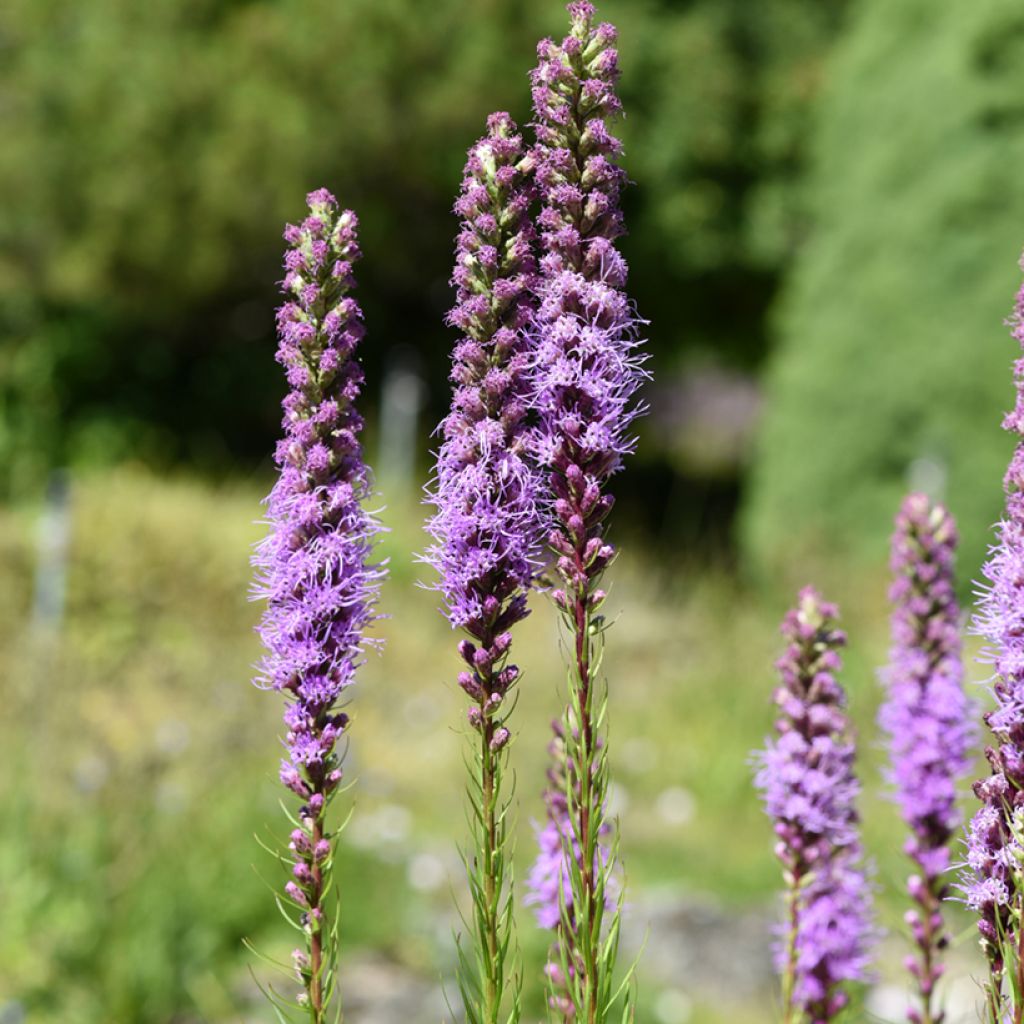 Liatris spicata - Densa estrella ardiente