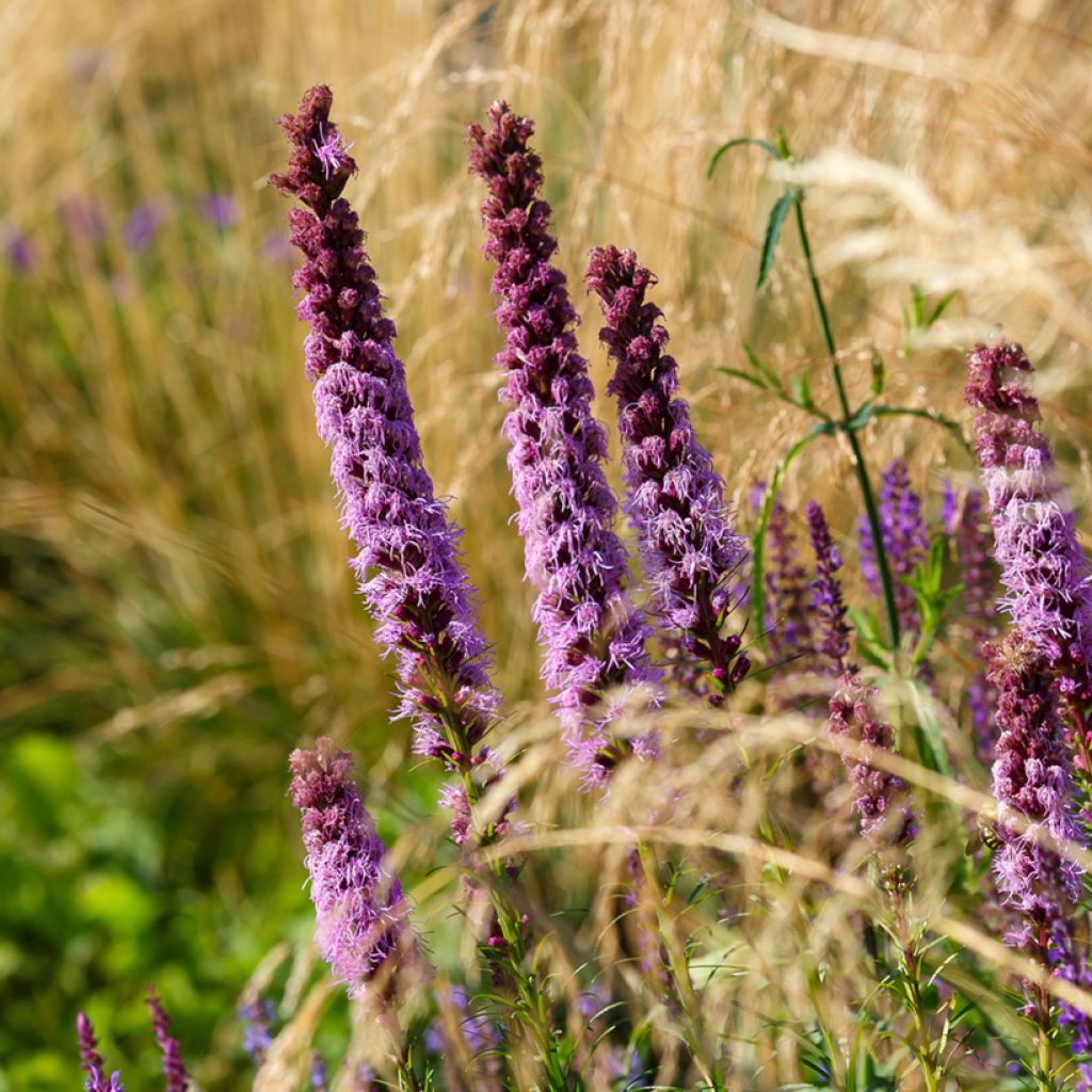 Liatris spicata - Densa estrella ardiente