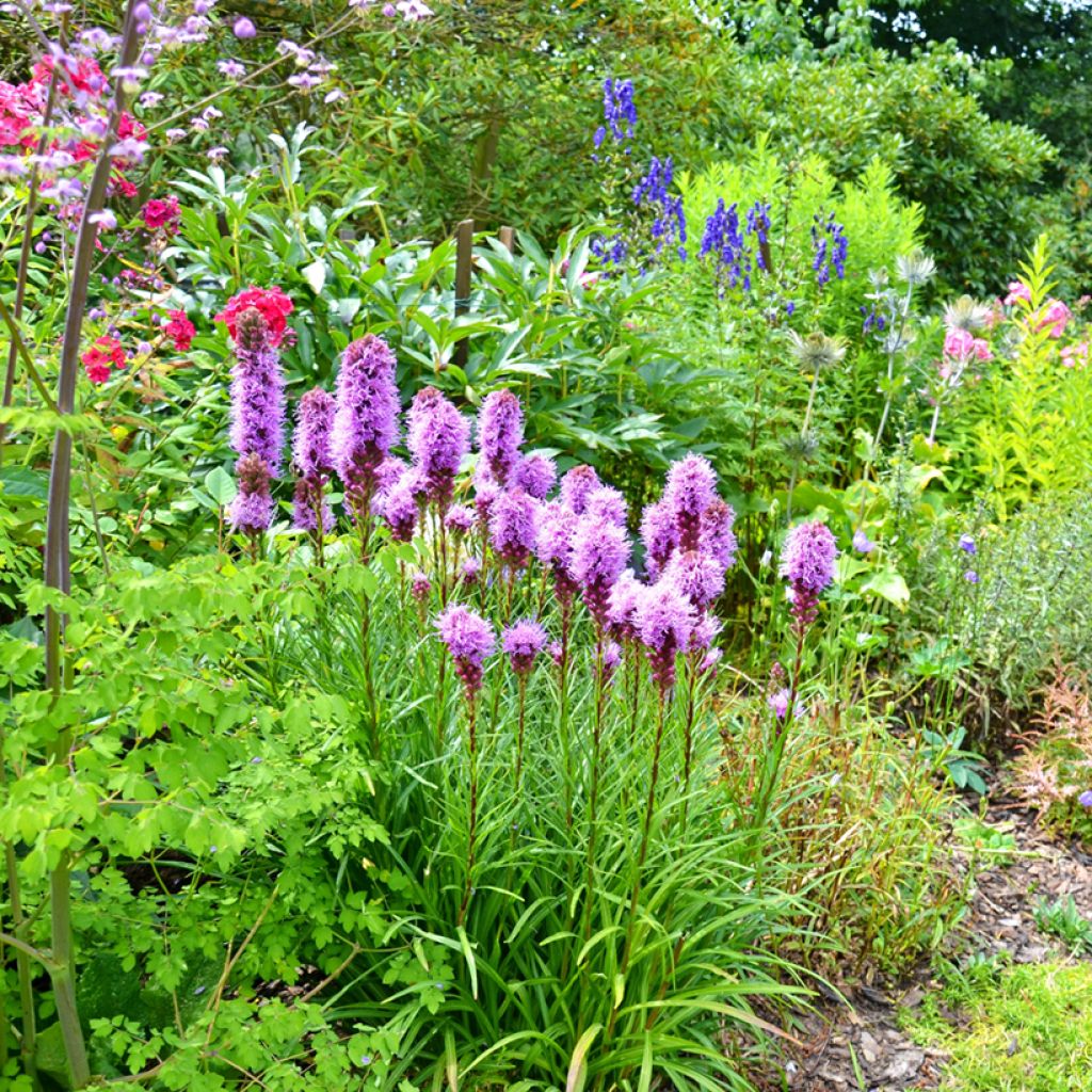 Liatris spicata - Densa estrella ardiente