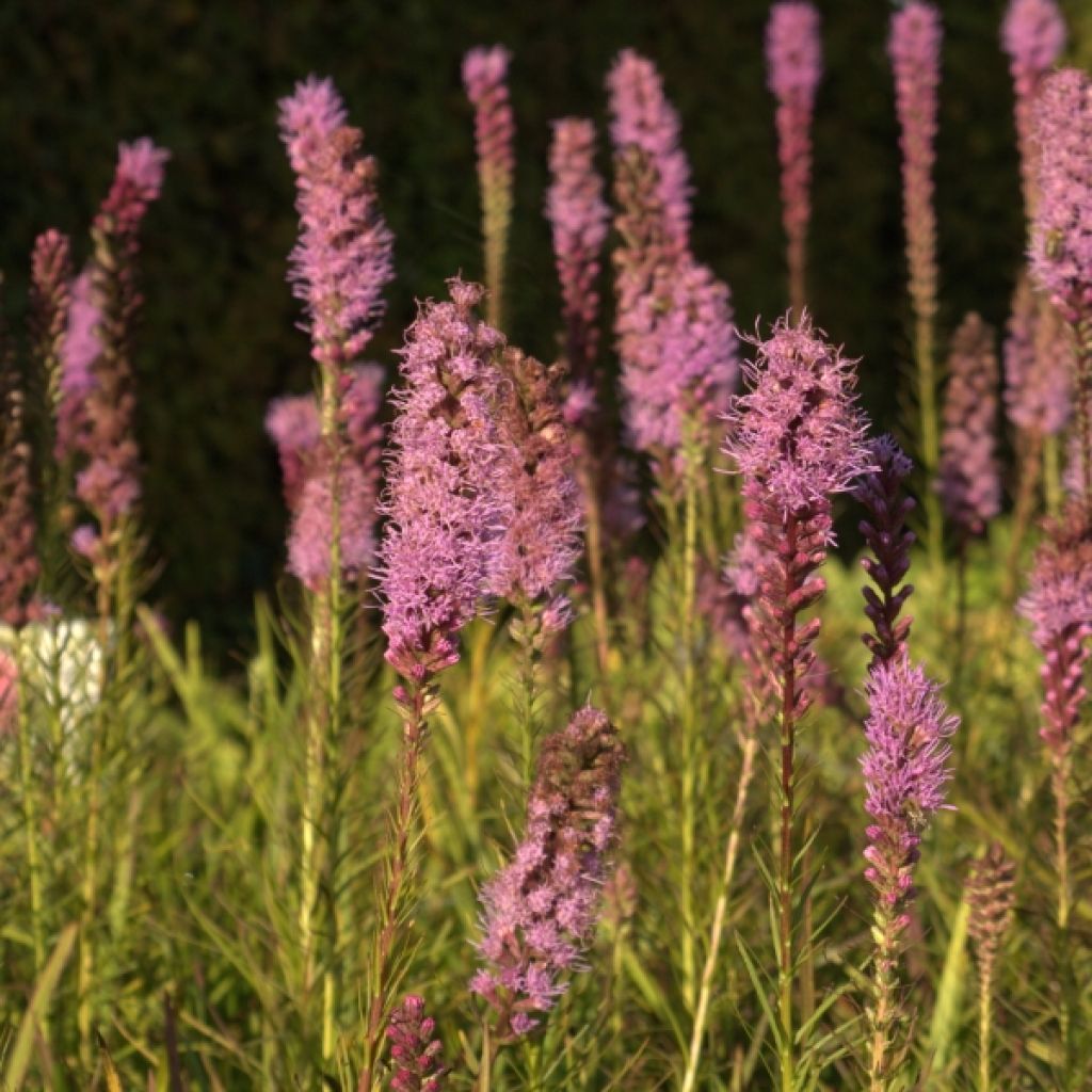 Plume du Kansas, Liatris spicata Floristan Violet