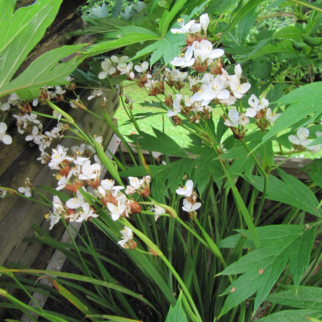 Libertia grandiflora - Libertia à grandes fleurs