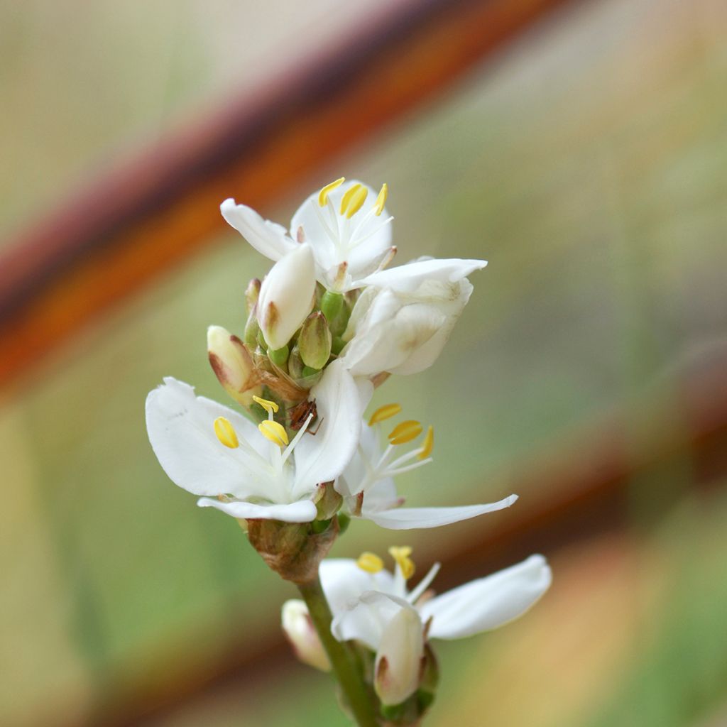 Libertia grandiflora