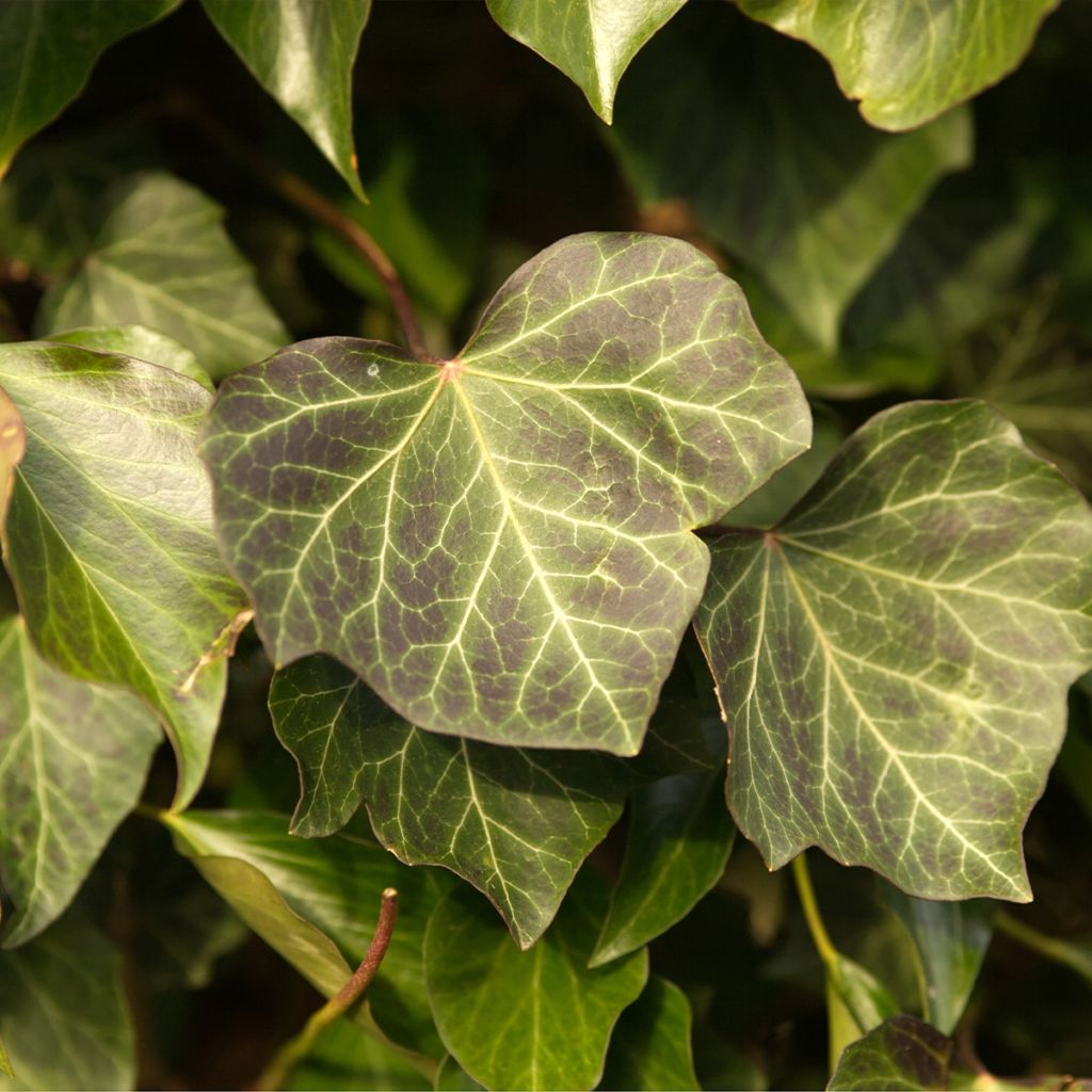 Lierre commun - Hedera helix Woerner