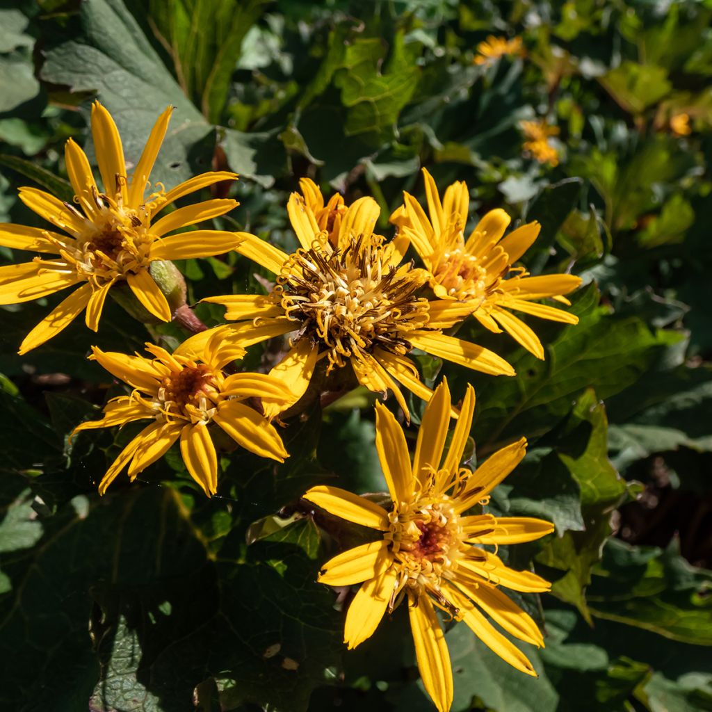 Ligularia Osiris Cafe Noir