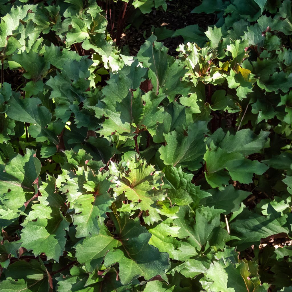 Ligularia Osiris Cafe Noir