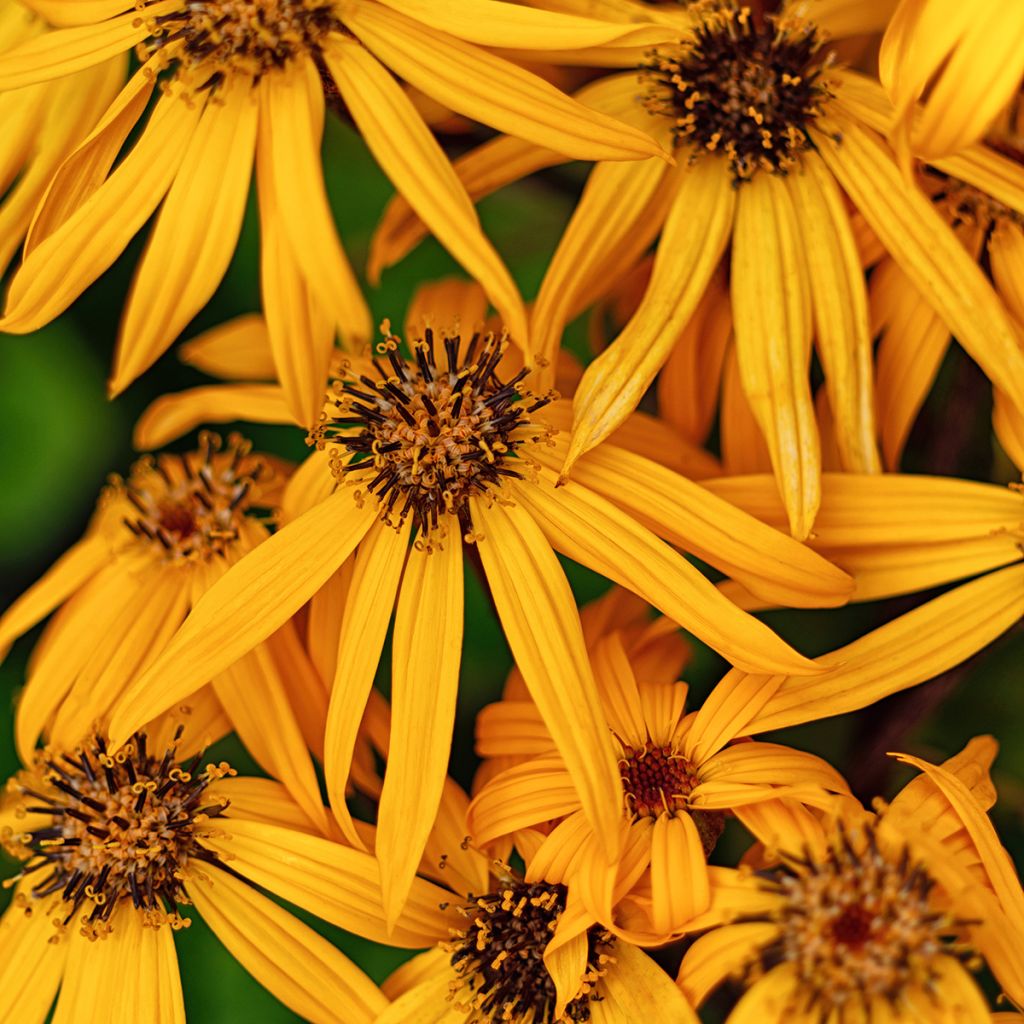 Ligularia dentata Desdemona