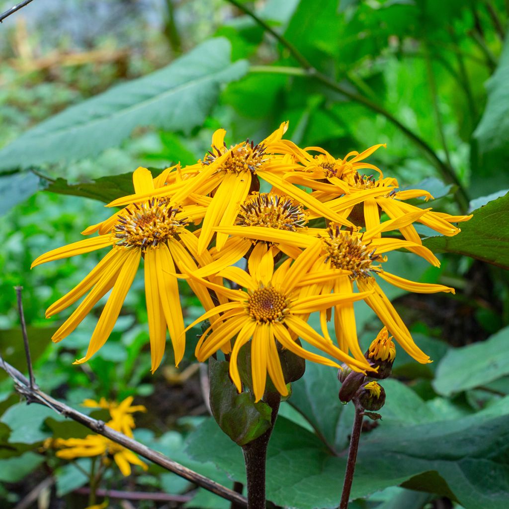 Ligularia dentata Desdemona