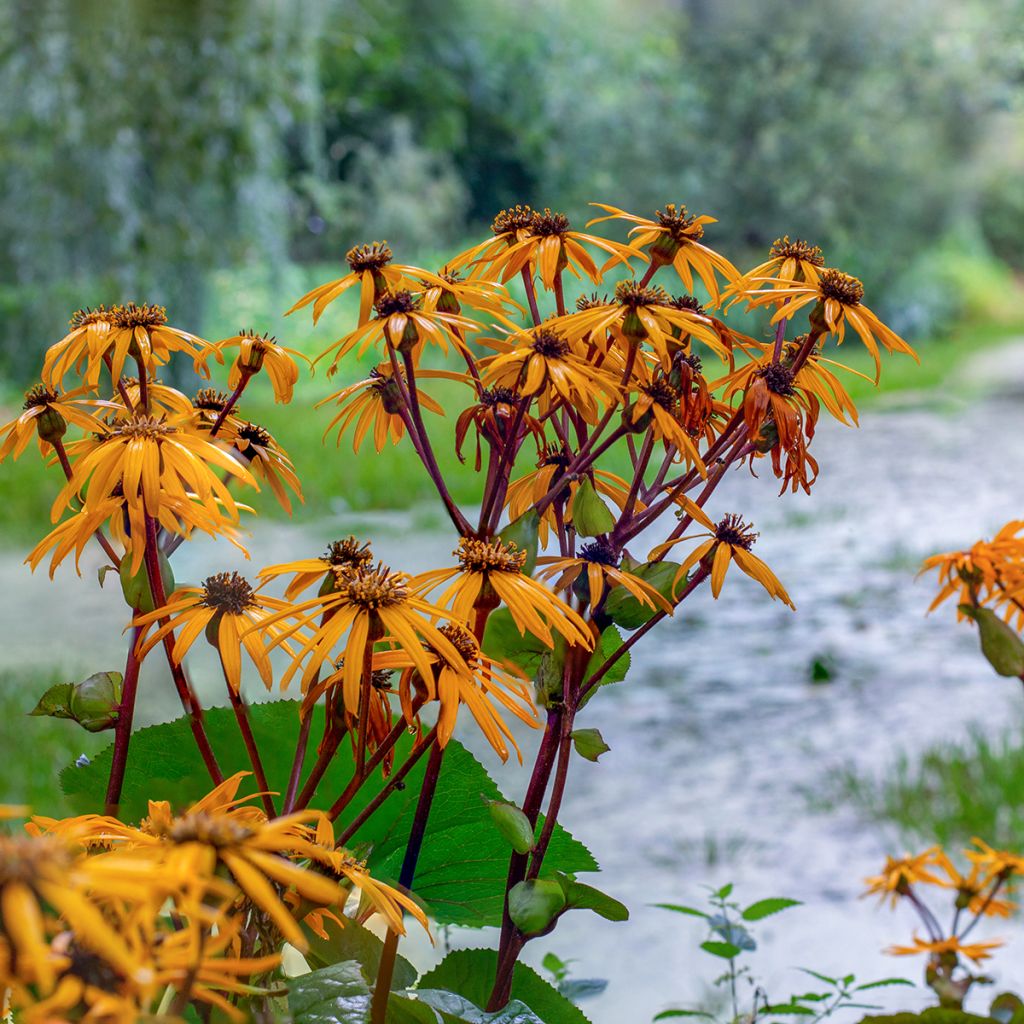 Ligularia dentata Desdemona