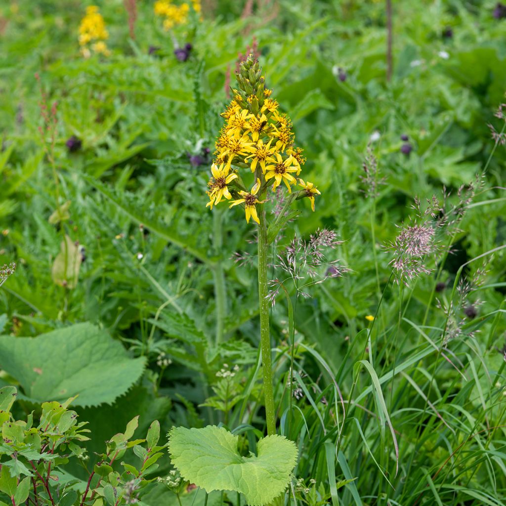 Ligularia fischeri