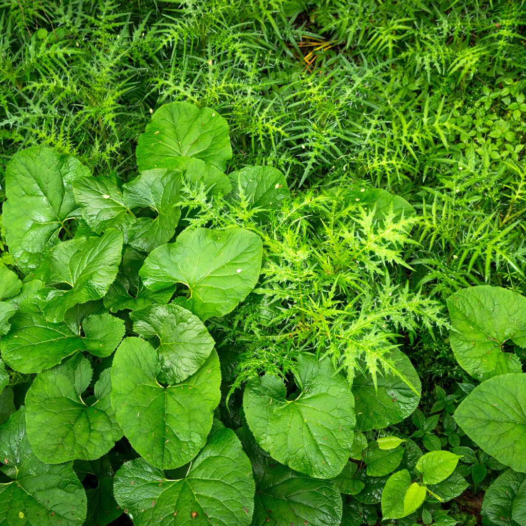 Ligularia fischeri