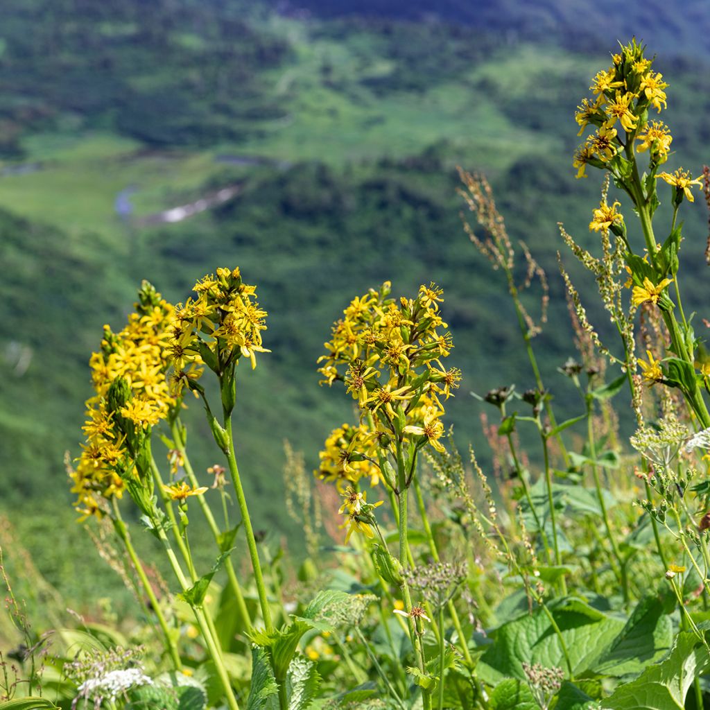 Ligularia fischeri