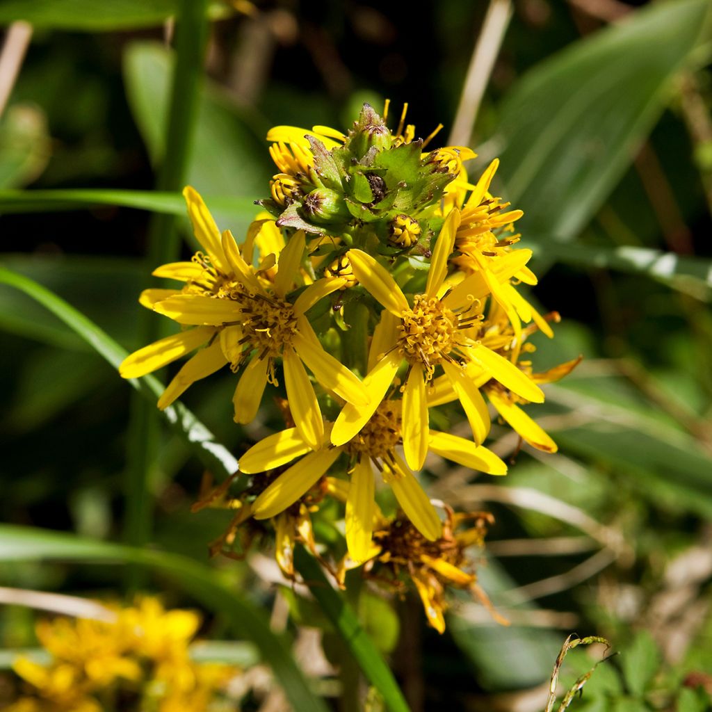 Ligularia fischeri