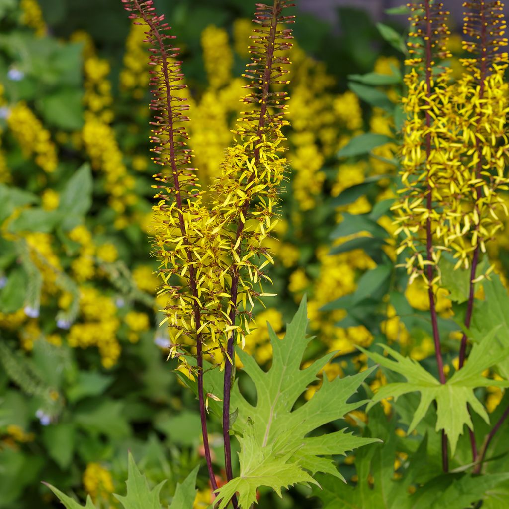 Ligularia przewalskii