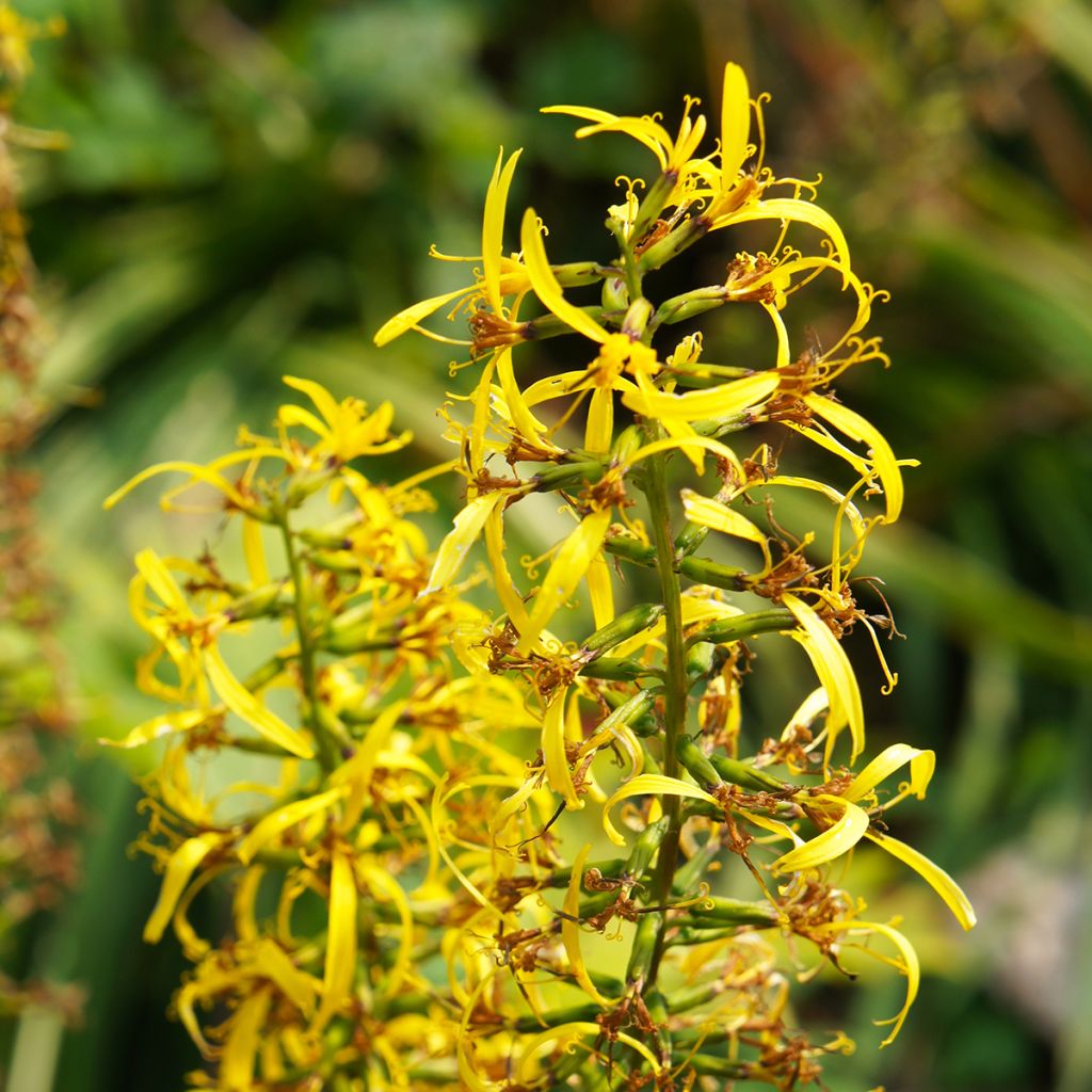 Ligularia przewalskii