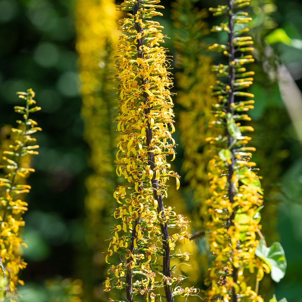 Ligularia przewalskii