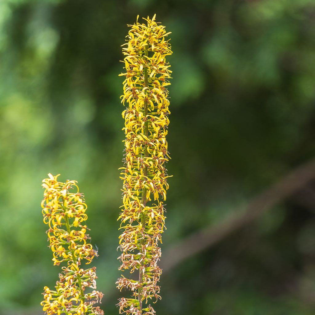 Ligularia przewalskii