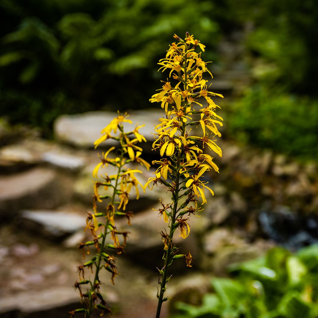 Ligularia sibirica