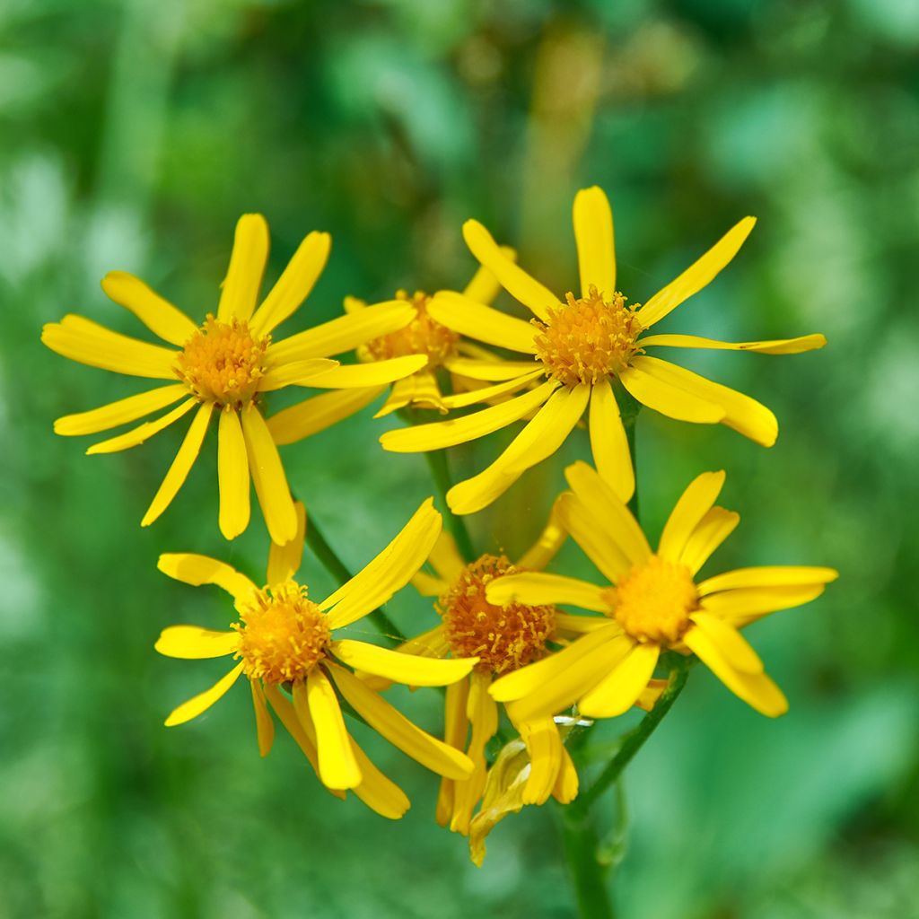 Ligularia sibirica