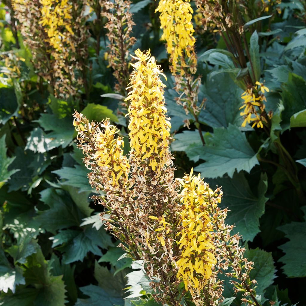 Ligularia stenocephala The Rocket