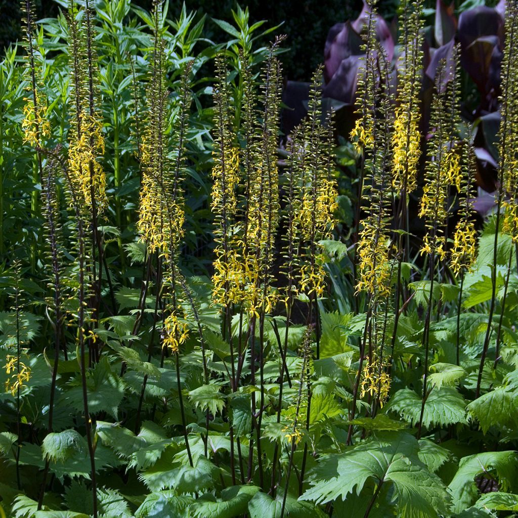 Ligularia stenocephala