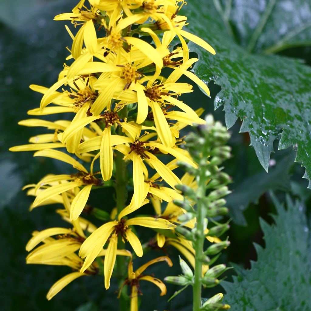 Ligularia stenocephala