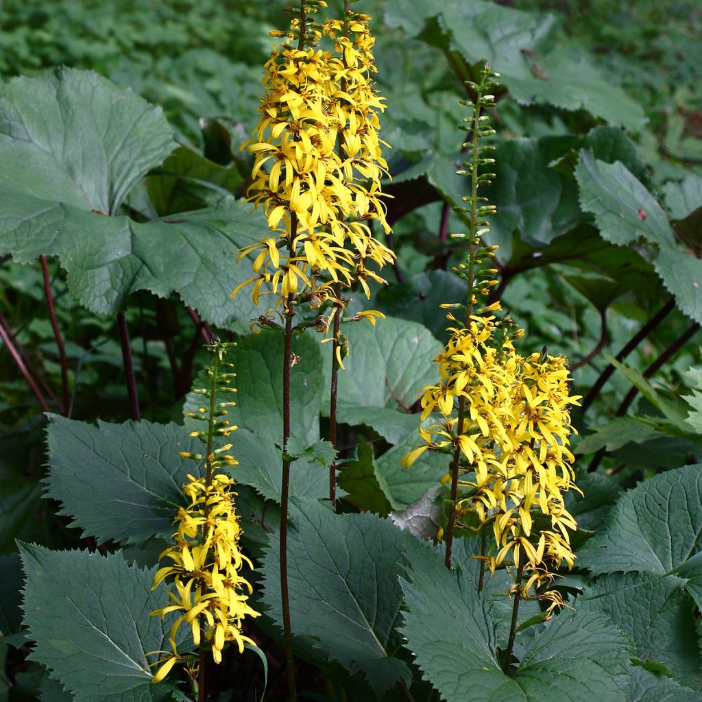 Ligularia stenocephala