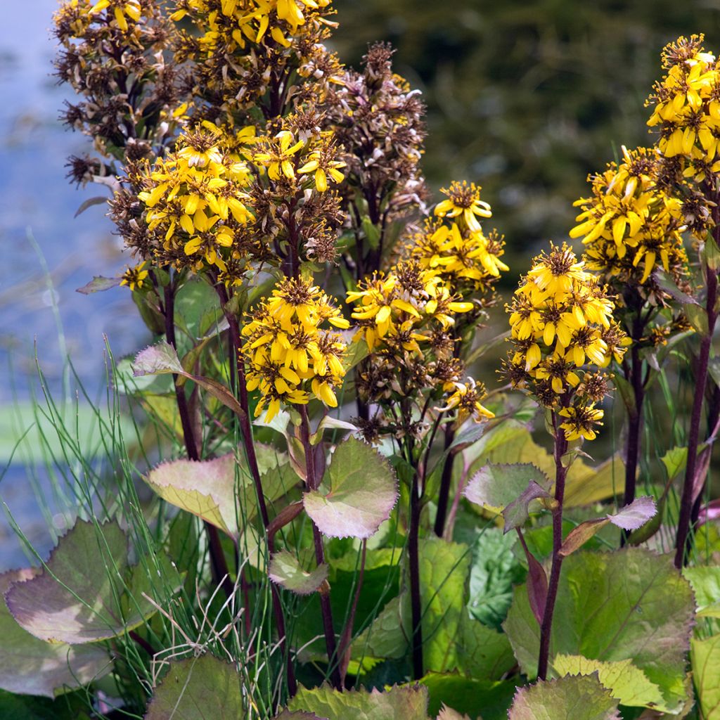 Ligularia hessei