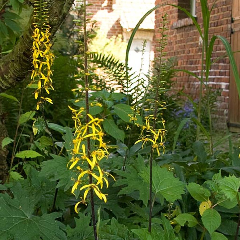 Ligularia przewalskii