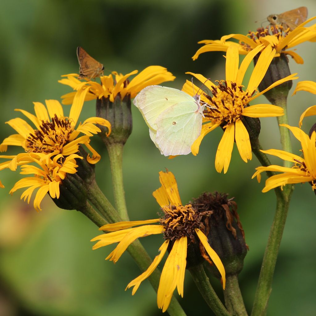 Ligularia dentata - Ligulaire dentée