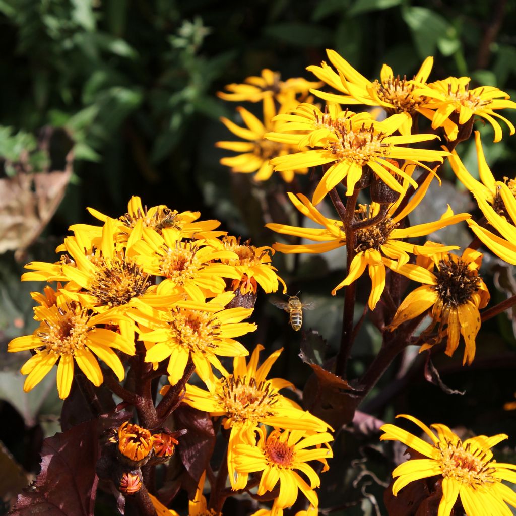 Ligularia dentata Britt-Marie Crawford - Ligulaire