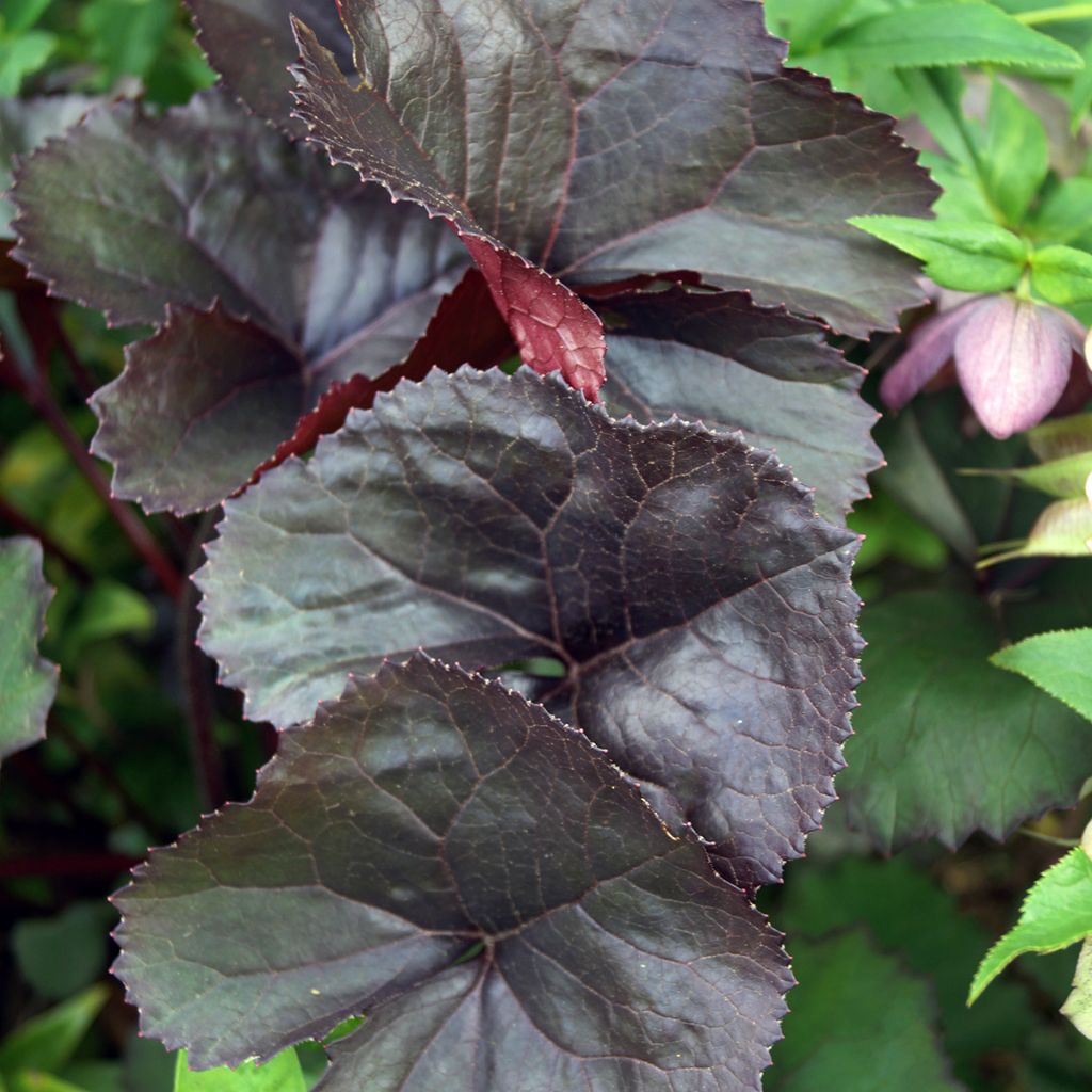 Ligularia dentata Britt-Marie Crawford