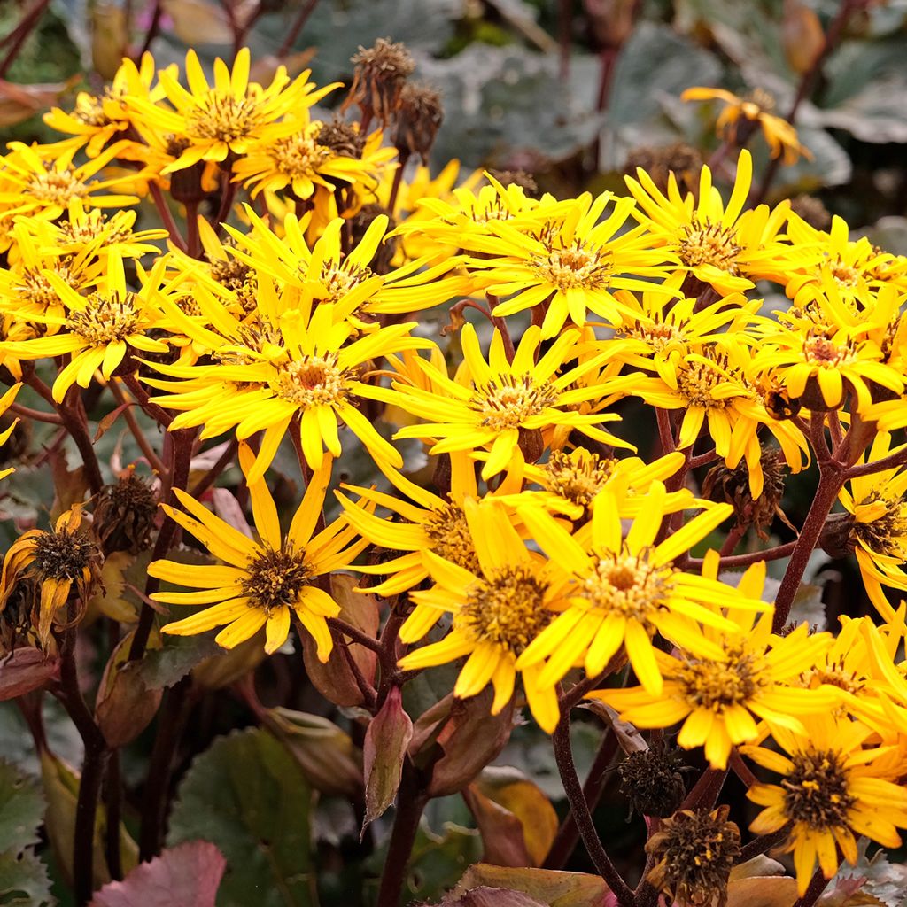 Ligularia dentata Britt-Marie Crawford