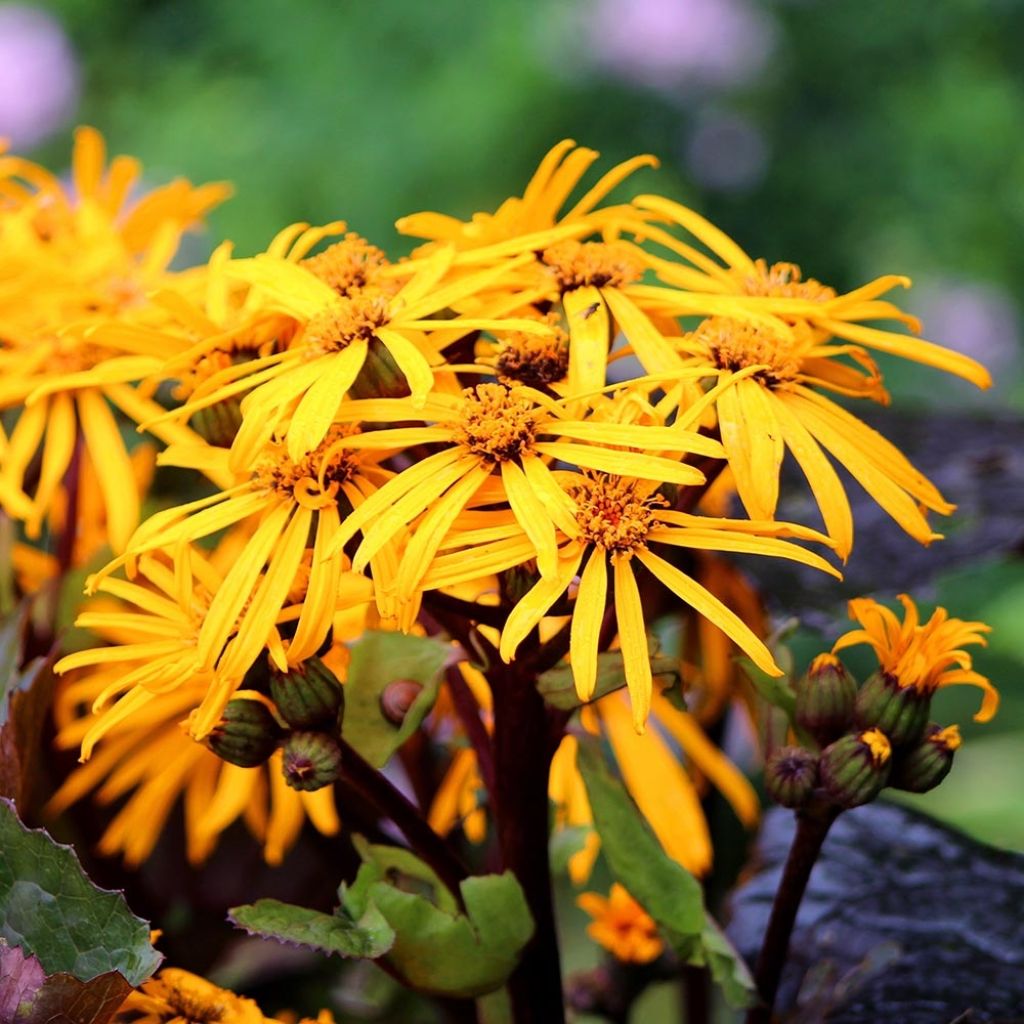 Ligularia dentata Dark Beauty - Ligulaire