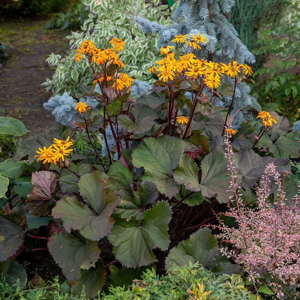 Ligularia dentata