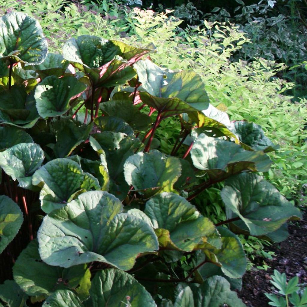 Ligularia dentata Othello - Ligulaire