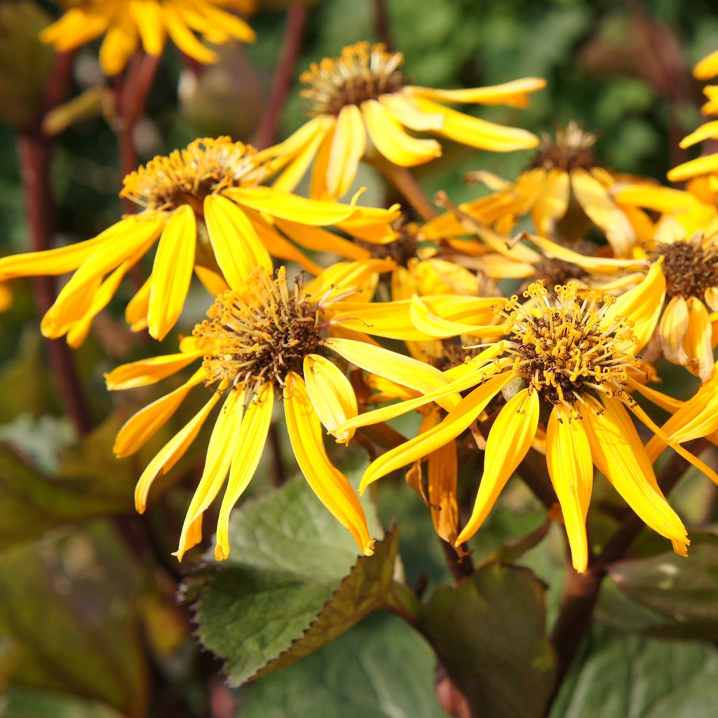 Ligularia dentata Othello - Ligulaire