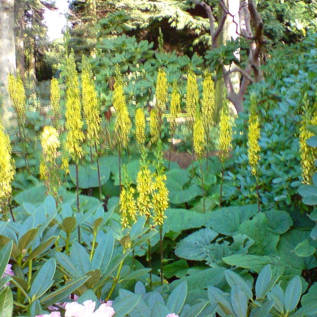 Ligulaire, Ligularia fischeri