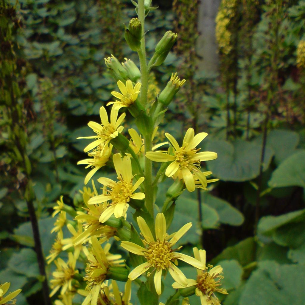 Ligulaire, Ligularia fischeri