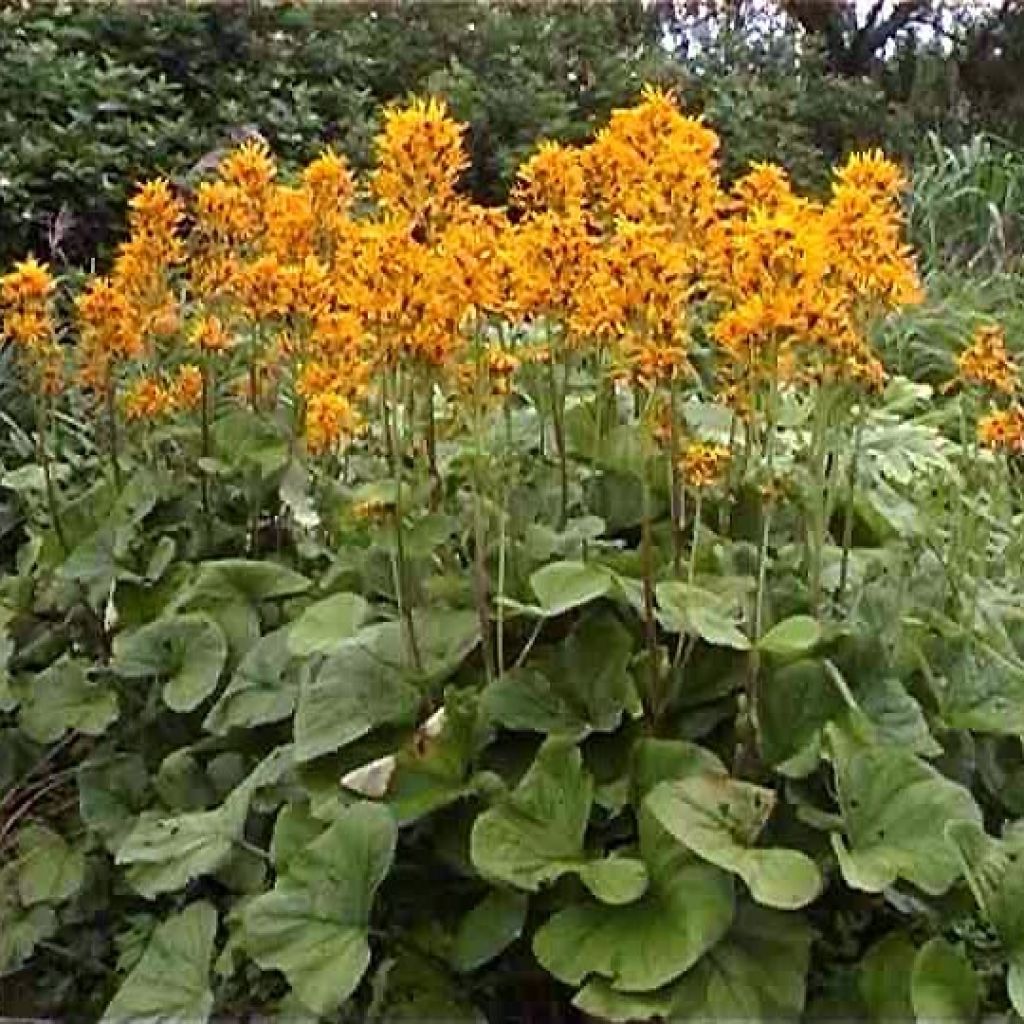 Ligulaire hessei - Ligularia hessei