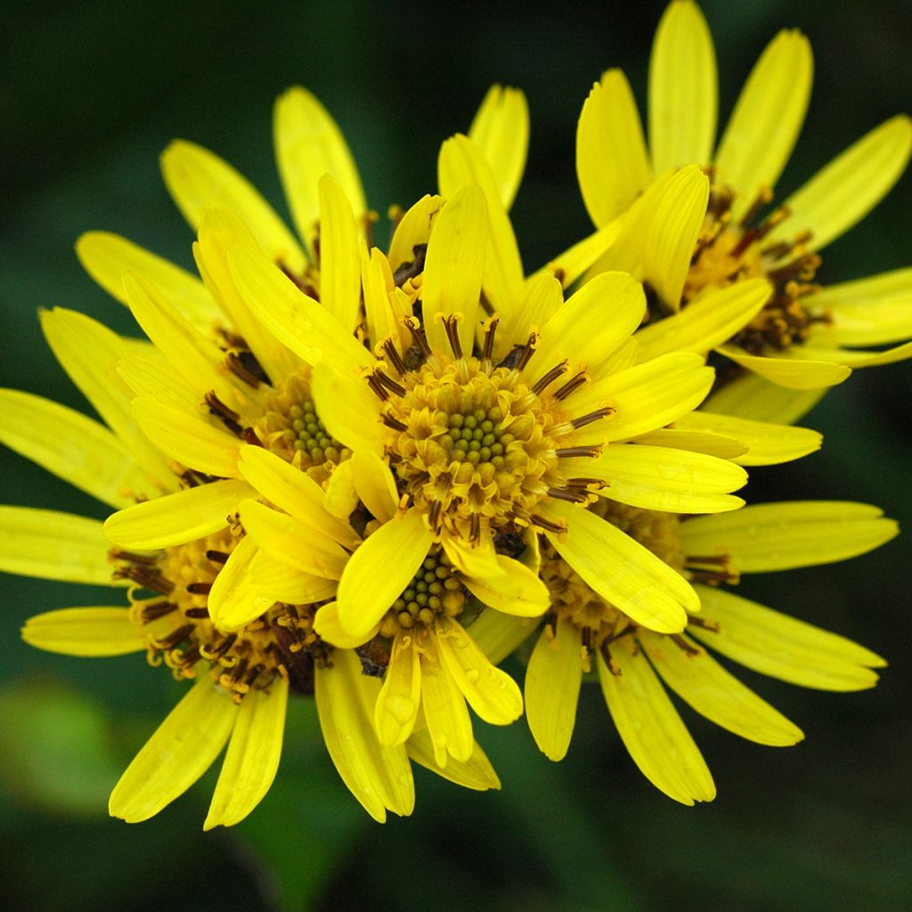 Ligularia hodgsonii