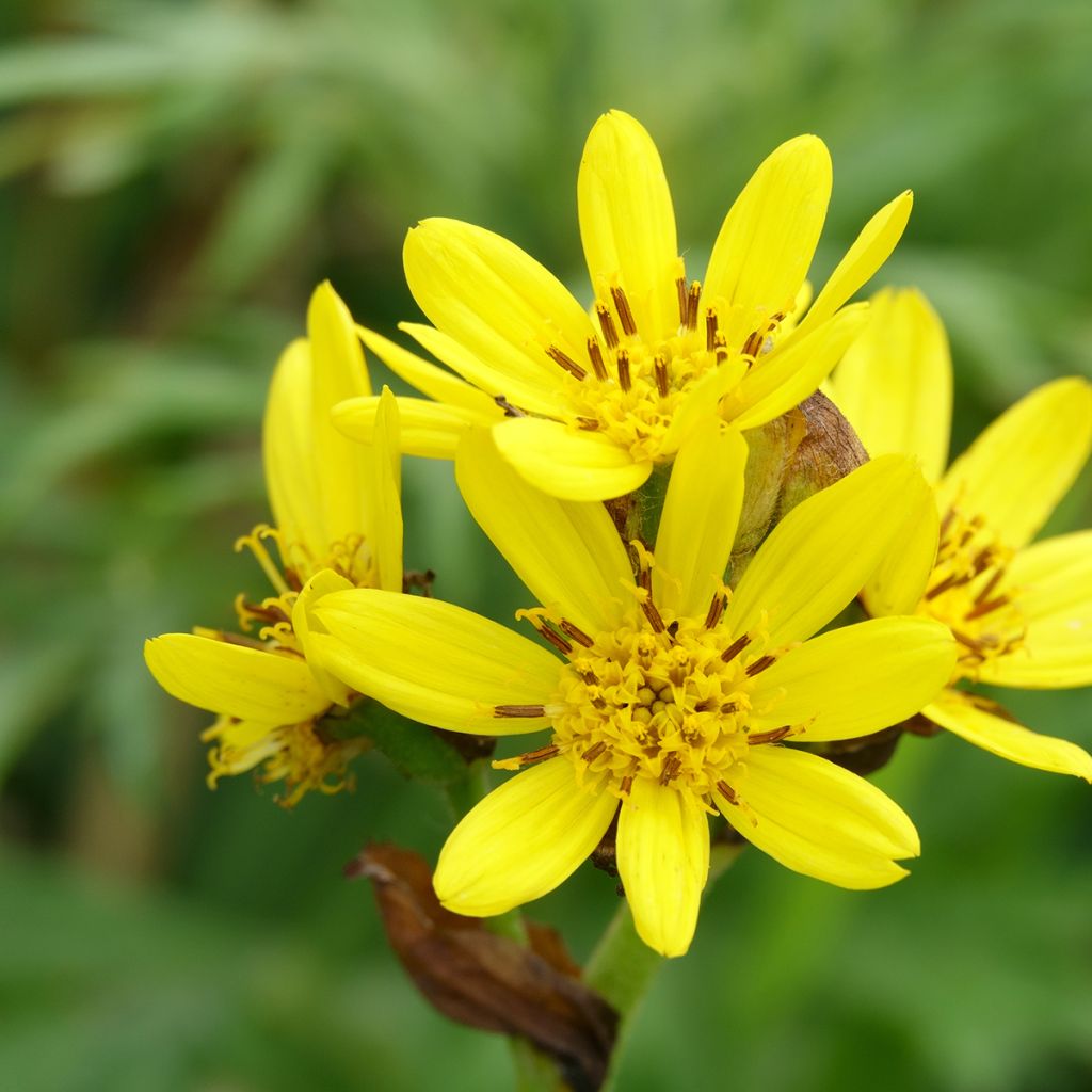 Ligularia hodgsonii