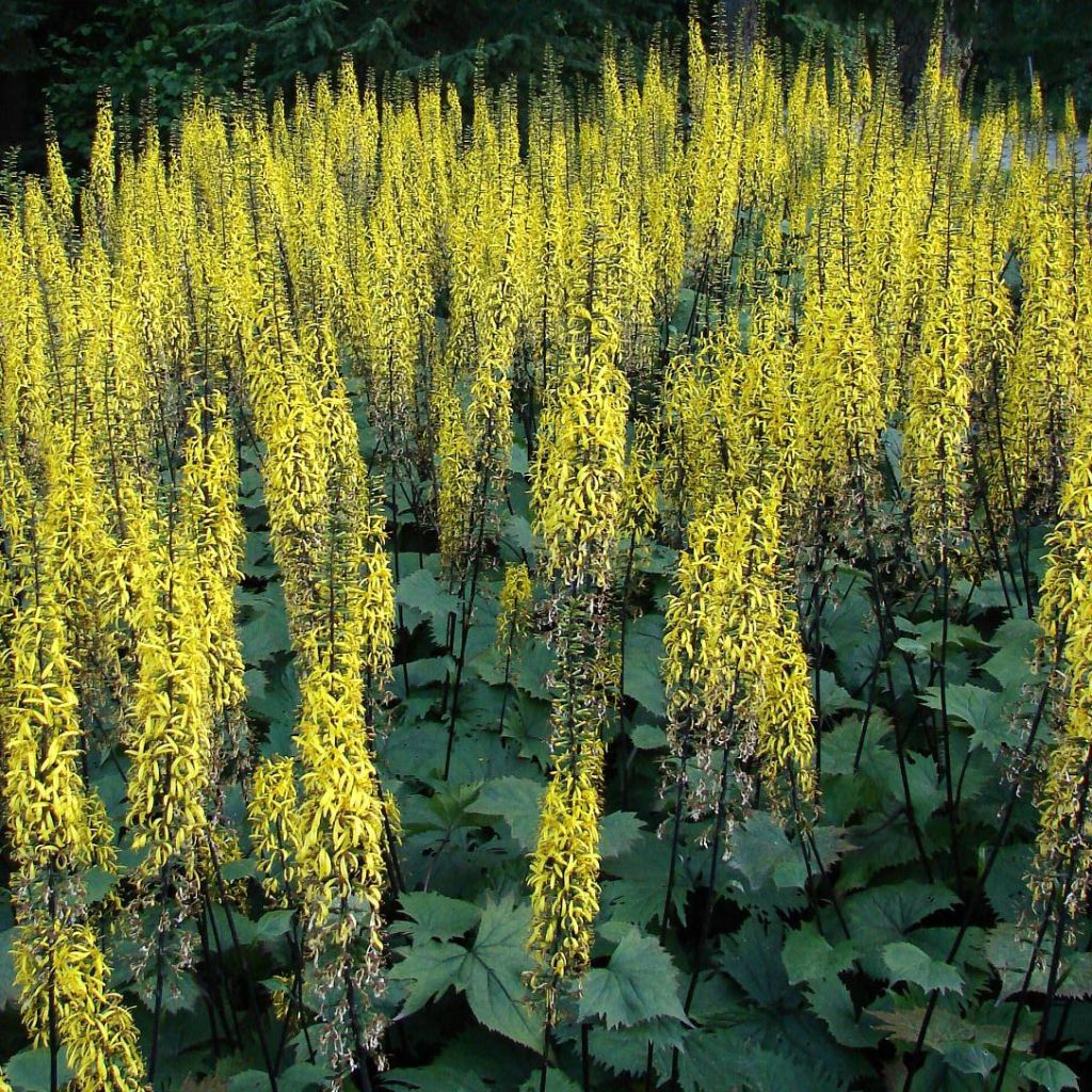 Ligulaire, Ligularia stenocephala