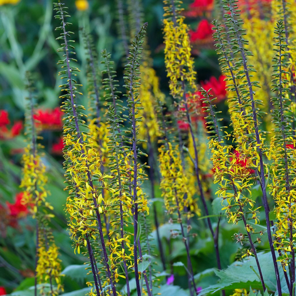 Ligularia wilsoniana